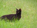 Close up shot of black cat in Green grass. Royalty Free Stock Photo