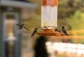 Close-up shot of Black-chinned hummingbirds around a feeder, feeding from the seeds within