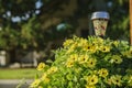 Close up shot of Black-eyed Susan vine