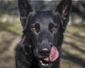 Portrait of black german shepherd dog Royalty Free Stock Photo