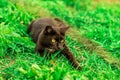 Close up shot of a black grumpy cat laying on a green grass on a hot sunny day Royalty Free Stock Photo