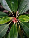 Black mangrove tree flower, Swart-wortelboom or Kandu. Close up Royalty Free Stock Photo