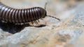 Close up shot of a black millipede insect on the ground Royalty Free Stock Photo