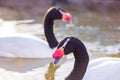 Close up shot of Black necked swan Royalty Free Stock Photo