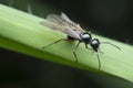 Close up shot of black polyrhachis ant with wing