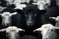 close-up shot of a black sheeps face in a crowd of white sheep Royalty Free Stock Photo