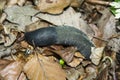 Close-up shot of a black slug moving on dry leaves