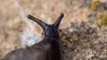 Close up shot of a black slug moving on th