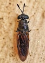 Close-up shot of a black soldier fly, Hermetia illucens