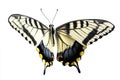 A close-up shot of a black and white butterfly perched on a white background Royalty Free Stock Photo