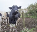 Black and white cows in a field