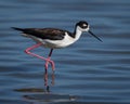 Close-up shot of a Black-winged stilt in the water under the sunlight Royalty Free Stock Photo