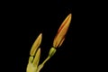 Close up shot of Blackberry lily flower bud