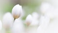 Bloodroot flowers with shallow depth of field with copy space Royalty Free Stock Photo