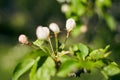 Close up shot of apple tree branch in city garden Royalty Free Stock Photo