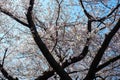 A close-up shot of blooming cherry blossoms on a tree branch
