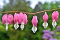 Close-up shot of blooming dicentra - bleeding heart in a summer garden