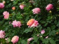 Close-up shot blooming fresh and natural rose flower against a green meadow