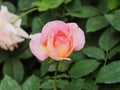 Close-up shot blooming fresh and natural rose flower against a green meadow select focus
