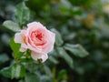 Close-up shot blooming fresh and natural rose flower against a green meadow select focus shallow depth of field