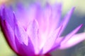 A close-up shot of a blooming pink lotus in the pond in summer Royalty Free Stock Photo