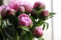 Close up shot of blooming pink peony buds. .
