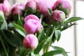 Close up shot of blooming pink peony buds.