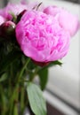 Close -up shot of blooming pink peony flowers and buds