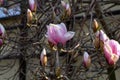 Close up shot of a blooming tree with a beautiful blossomed Mfagnolia flower on the branch in spring