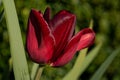 Close-up shot of blooming tulip flower on a blurry background in spring Royalty Free Stock Photo