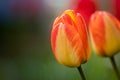 Close-up shot of blooming tulip flower on a blurry background in spring Royalty Free Stock Photo