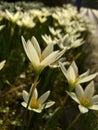 Close-up shot of blooming White Zephyr Lily, Autumn zephyrlily, Zephyranthes candida.