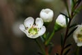 Close-up shot of a blooming wintersweet flower and buds.