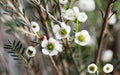 Close-up shot of a blooming wintersweet flower and buds..