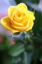 Close up shot of a blooming yellow rose.