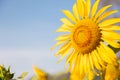 Close up shot of blossom sunflowers cultivation in the field under beautiful and clear blue sky with mountains as background shows Royalty Free Stock Photo