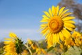 Close up shot of blossom sunflowers cultivation in the field under beautiful and clear blue sky with mountains as background shows Royalty Free Stock Photo