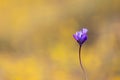 Close up shot of Blue dicks flower in poppy fields