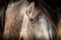 Close-up shot of a blue-eyed horse Royalty Free Stock Photo