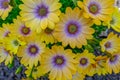 Close up shot of blue eyed ornamental daisies Royalty Free Stock Photo