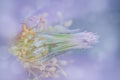 Close up shot of blue flower pollen details