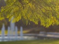 Close up shot of Blue Jacaranda