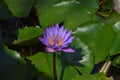 Close up shot of blue lotus Royalty Free Stock Photo