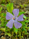 Close-up shot of a blue Myrtle flower grown in the garden in spring