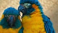 Closeup shot of 2 blue-throated macaws - ara glaucogularis - posing for the camera