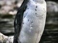 Details of a the body of a penguin Royalty Free Stock Photo
