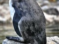 Details of a the body of a penguin Royalty Free Stock Photo