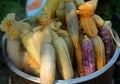 Boiled corn on the cob. Hot freshly cooked corn.