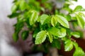 Close up shot of bonsai tree leaves on a window sill Royalty Free Stock Photo