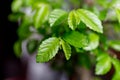Close up shot of bonsai tree leaves on a window sill Royalty Free Stock Photo